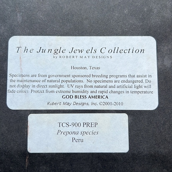 Beautifully & professionally framed Prepona butterfly specimens. - Picture 4 of 7